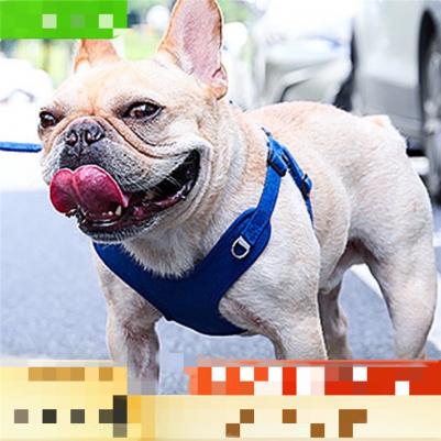 犬 スエード チェストスリング 小型犬 テディ犬 ロープ ペット用品 子犬 チェストスリング お出かけグッズの商品画像
